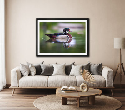 large framed fine art print of a wood duck displayed in the living room of a modern home