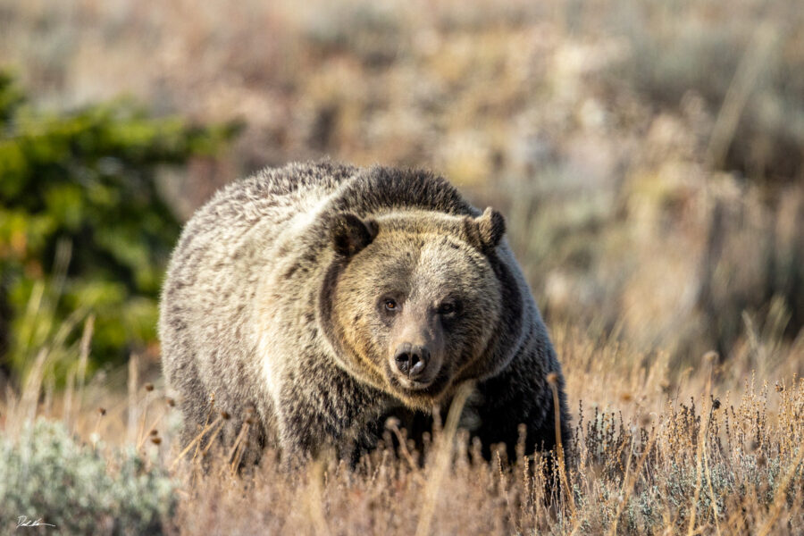 image of a large female grizzly bear looking right at the camera in the wild