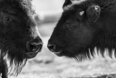 image of a mother and baby buffalo in black and white facing each other