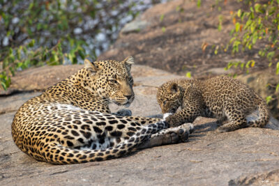 Image of a baby leopard pulling on its mother's tail in the wild