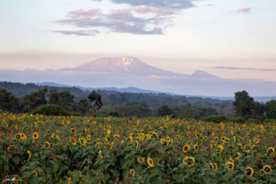 Mount Kilimanjaro sitting in the background of some beautiful sunflower fields in Tanzania as sunset