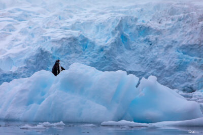 image of a penguin peaking over an iceberg in Antarctica with a massive wall of ice behind him