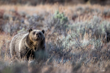 image of a grizzly bear in the wild with its nose up in the air smelling while looking at the camera taking the picture