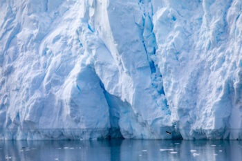 image of a bird flying in front of a massive wall of ice down in Antarctica