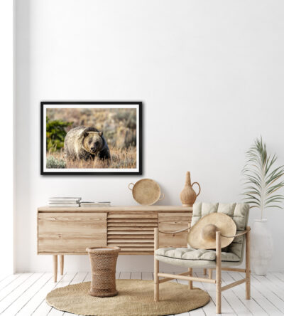 framed fine art print of a grizzly bear displayed in a bedroom