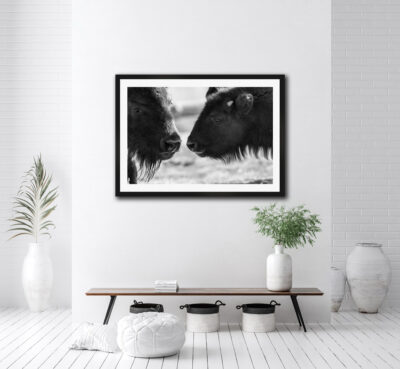 framed fine art photo of a baby buffalo and a mother buffalo bonding displayed in a home