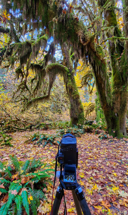 Derek Nielsen Photography's camera and lens in the Olympic National Park photographing trees