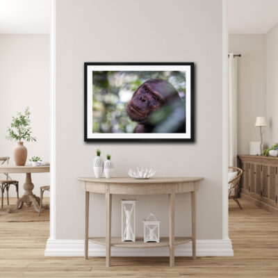 framed fine art print of a chimpanzee in the wild displayed in a modern home