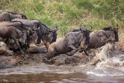 image of a heard of wildebeest crossing the Mara River in Tanzania during the great migration