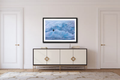 framed fine art photo of a penguin on sea ice in Antarctica displayed in a home