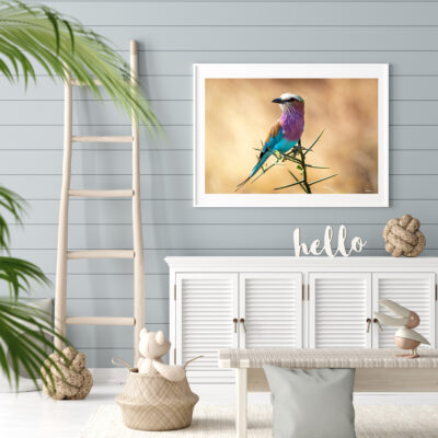 framed fine art print of a lilac breasted roller displayed in a modern home