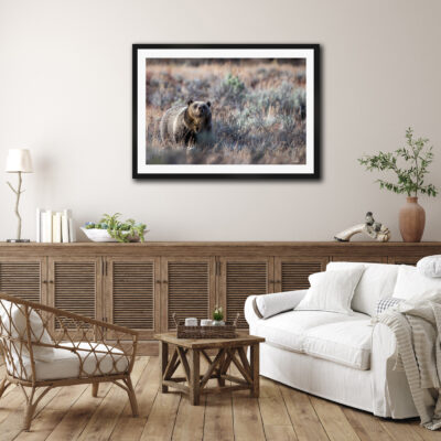framed fine art print of a grizzly bear displayed in a living room