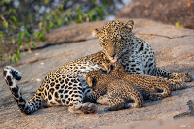 image of two baby leopard nursing on their mother while she cleans one of them in the Serengeti National Park as sunrise