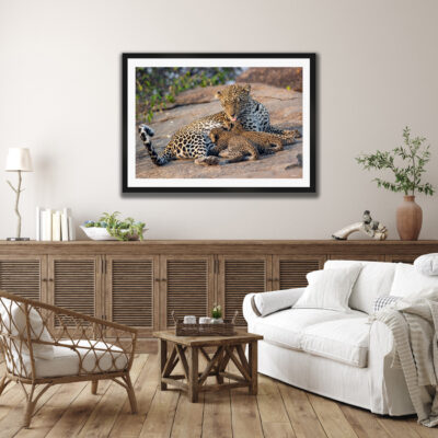 large framed fine art image of two leopard cubs feeding on a mother leopard displayed in a modern home