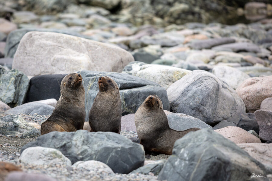 photo of three fur seals in Antarctica looking like they are up to no good