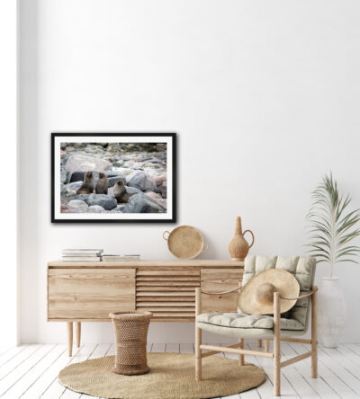 framed fine art photo of three fur seals in Antarctica displayed in a modern home