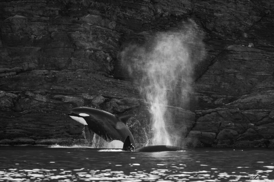 image of two orca in the Salish Sea expressing social displays of breaching