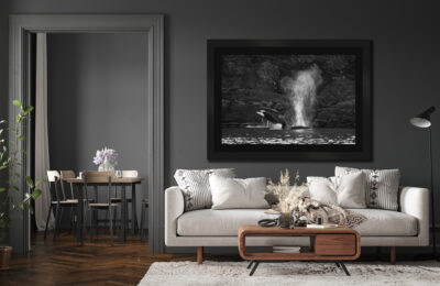 Large framed black and white fine art print of killer whales jumping in the Salish Sea displayed above a couch in a modern luxury home