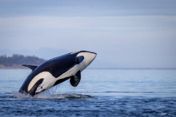 Fine art image of an orca jumping out of the water in an expression of happiness