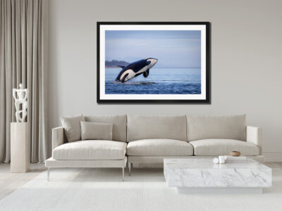 Large framed fine art image of an orca breaching out of the water displayed in the livingroom of a luxury home