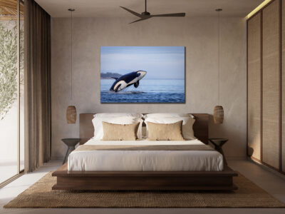 Large unframed fine art print of an orca jumping out of the water displayed in the bedroom of a modern home