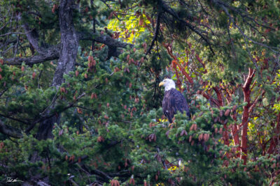 photo of a bald eagle looking over the ocean sitting in a pine tree in Washington State