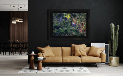 Large dark framed fine art image of a bald eagle sitting in a coastal pine tree displayed in the living room of a modern home