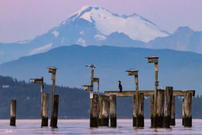 Fine art photograph taken in Washington State at sunset with Mount Baker in the background and pillars sticking out of the ocean with birds on them