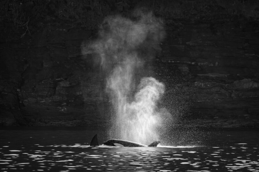 Black and white image of an orca or killer whale with a large blow highlighted by the sun