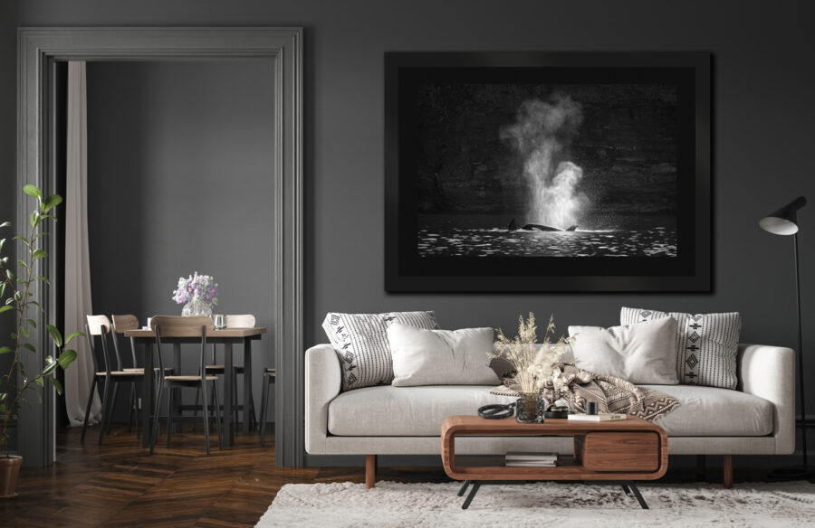 Large framed black and white fine art print of an orca displayed above a couch in a modern living room