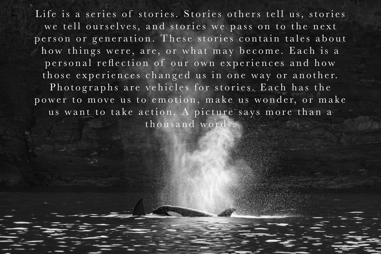 Photo of an orca with text about stories above it.