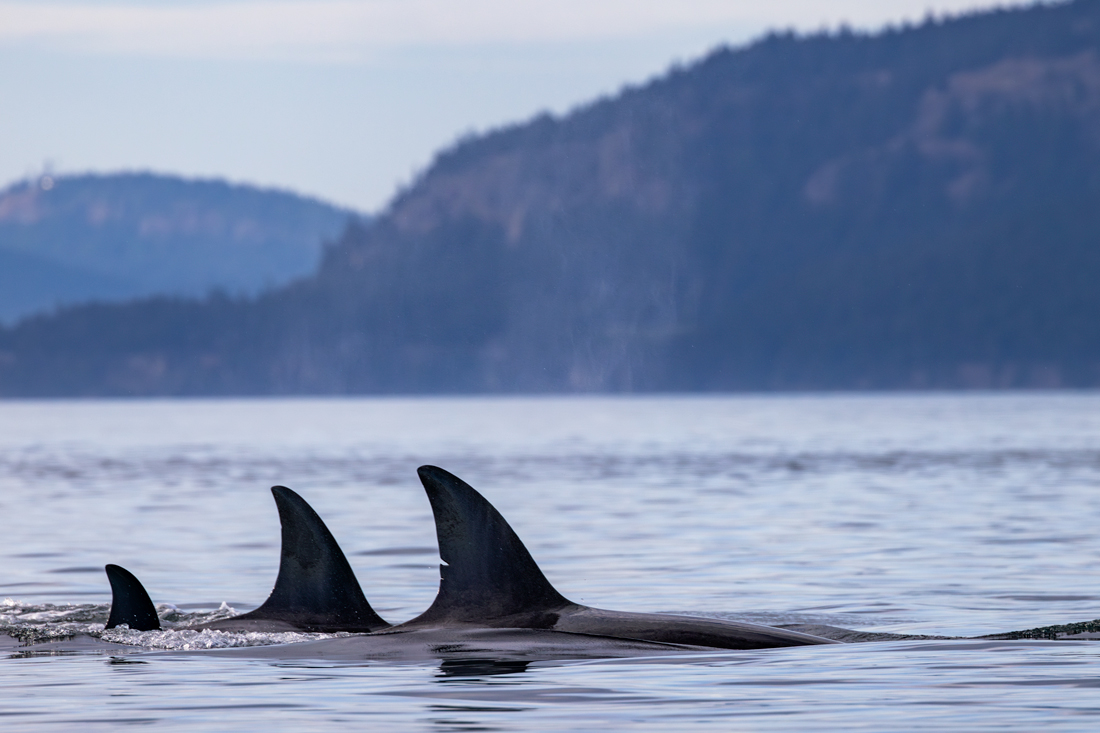 three orca fins drifting across the water in the Pacific Northwest