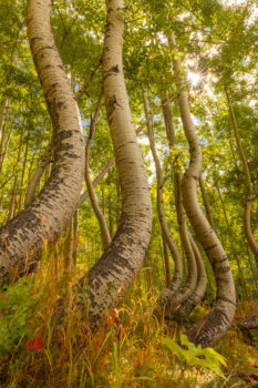 image of twisted aspens in telluride colorado during fall