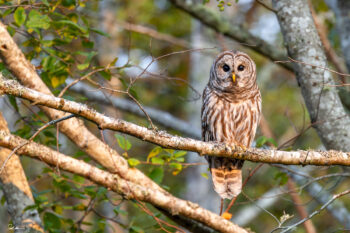 Photograph of an owl perched on a branch in the forest