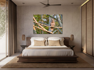 Large unframed fine art print of an own in a tree displayed above a bed in a luxury hotel