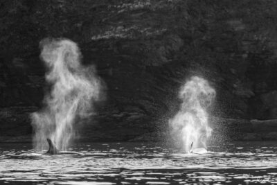 Large fine art black and white image of orca spray resembling sea horses