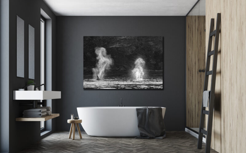 Large unframed fine art print of two orca blowing into the air forming the shapes of horses displayed in the bathroom of a modern home.