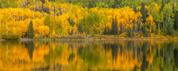 image of a green and gold tree reflection in the mountains on a lake