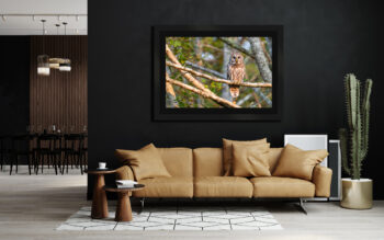 Large framed fine art print of an owl displayed in the living room of a modern home