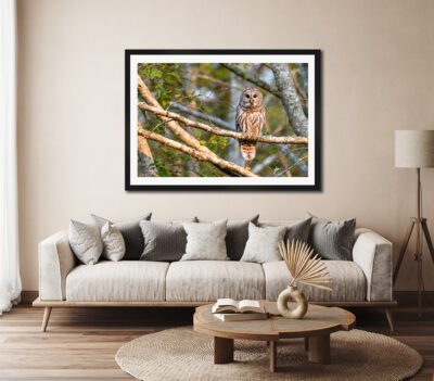 Large framed fine art print of an owl in a tree displayed in the living room of a modern home