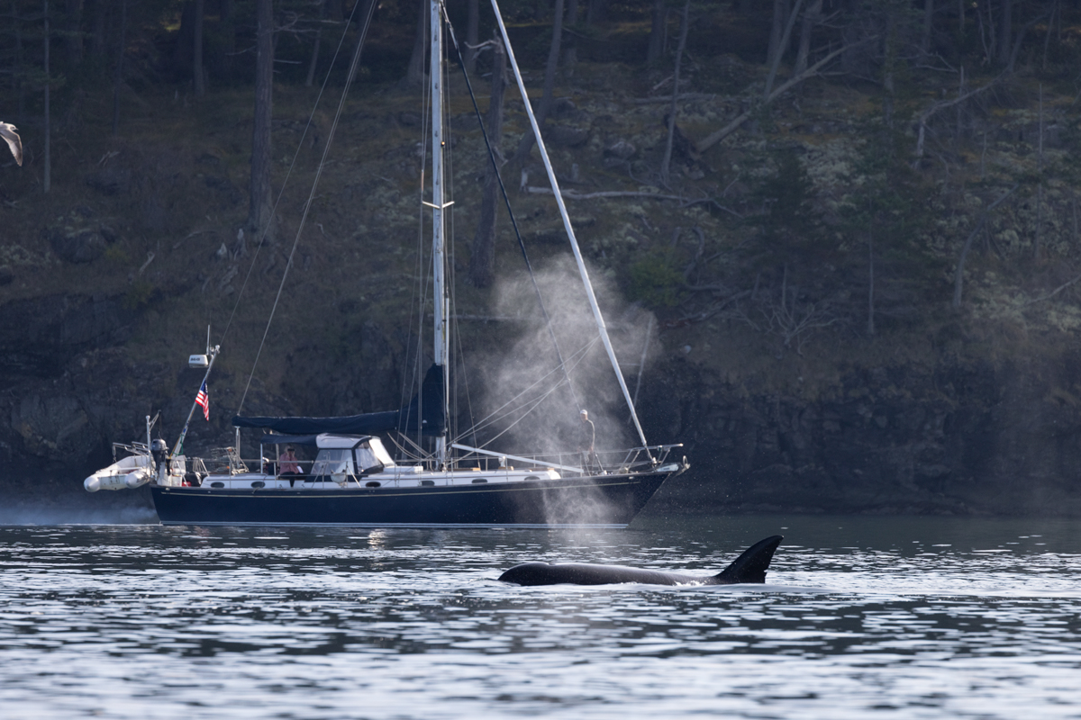 image of an orca swimming past a sailboat in the Salish Sea