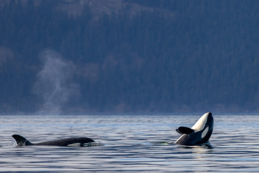 image of two orca swimming in the Salish Sea 