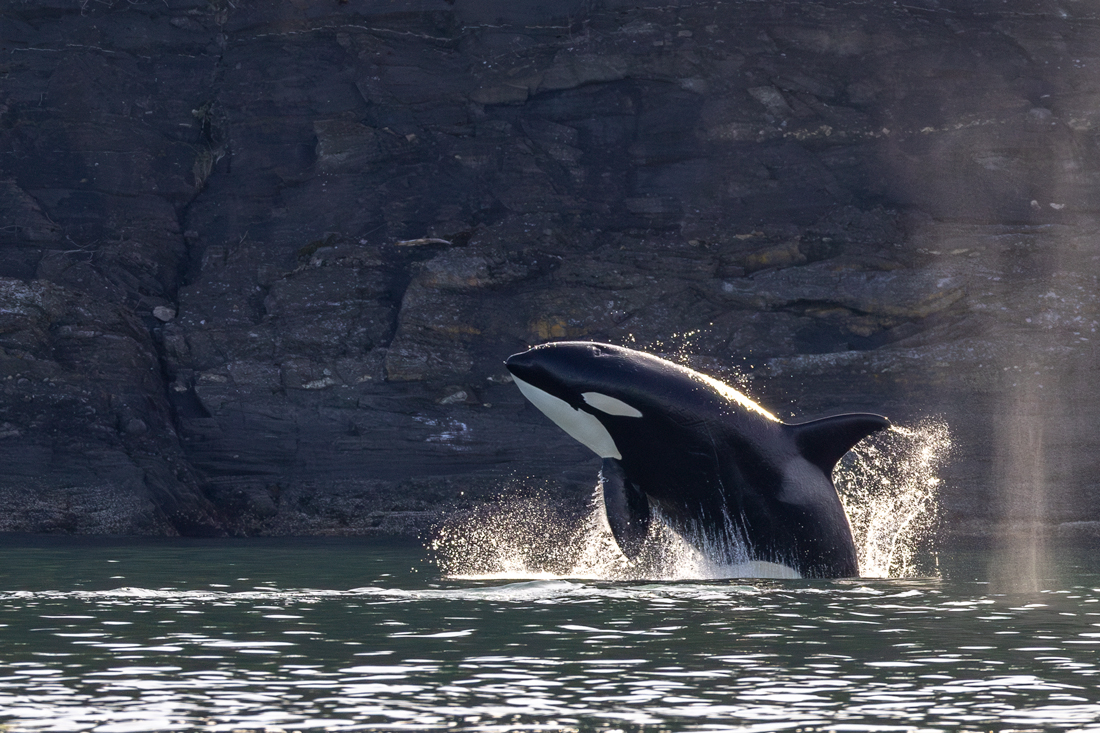 image of a large killer whale jumping out of the water