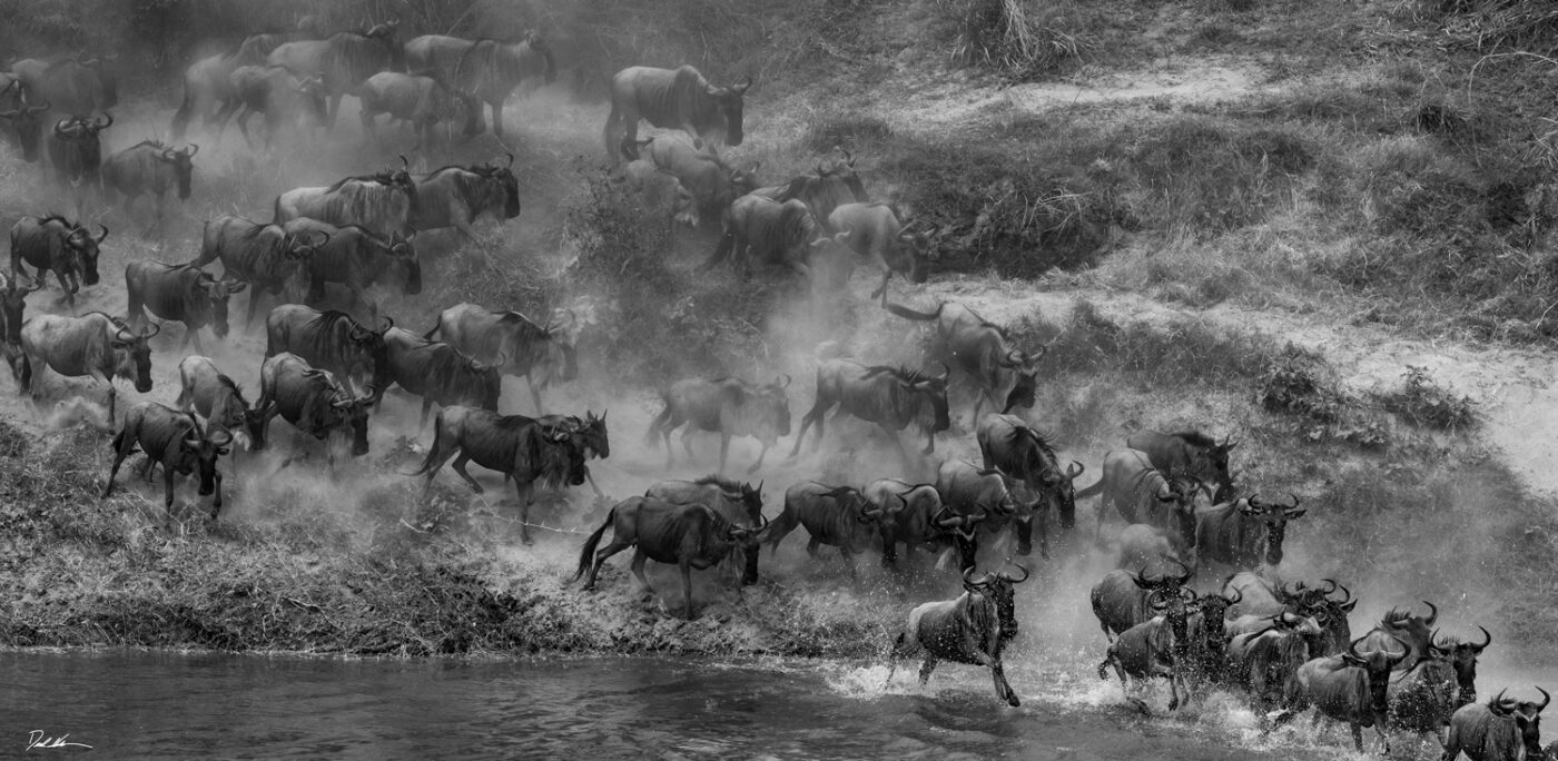 black and white image of wildebeest crossing the Mara River in Tanzania