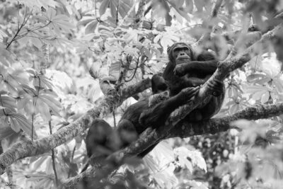 black and white image of two chimpanzees in the canopy of a tree sharing a tender moment of affection