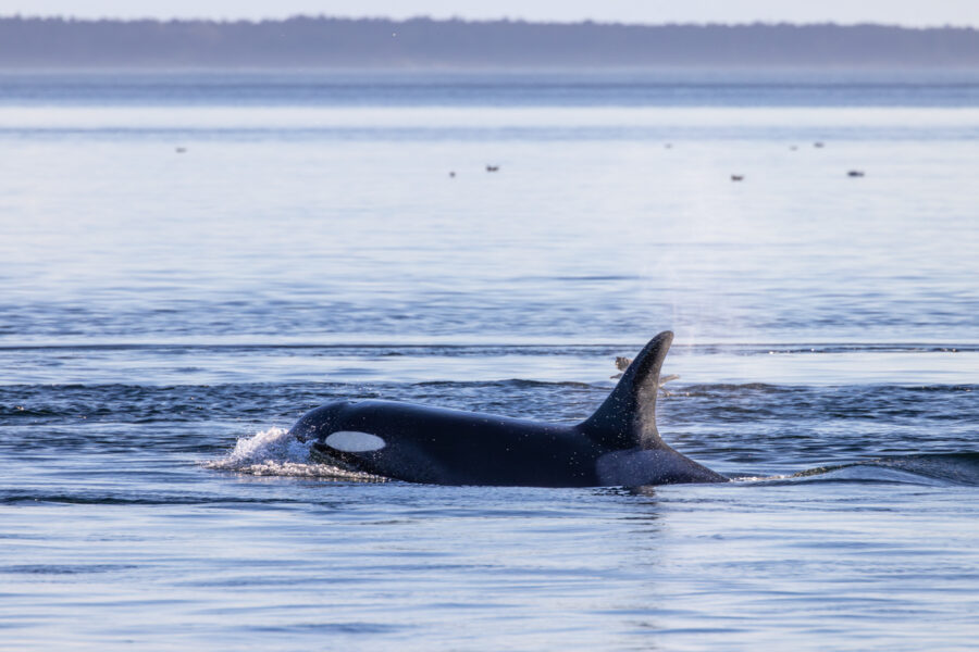 Image of Southern Resident Killer Whale L90 from San Juan Island, Washington State