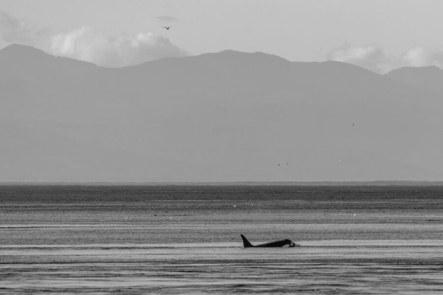 Killer Whale L90 in the Salish Sea