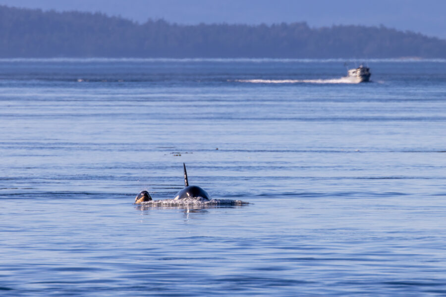 Photograph of endangered Southern Resident Killer Whale L90 with her infant calf L128