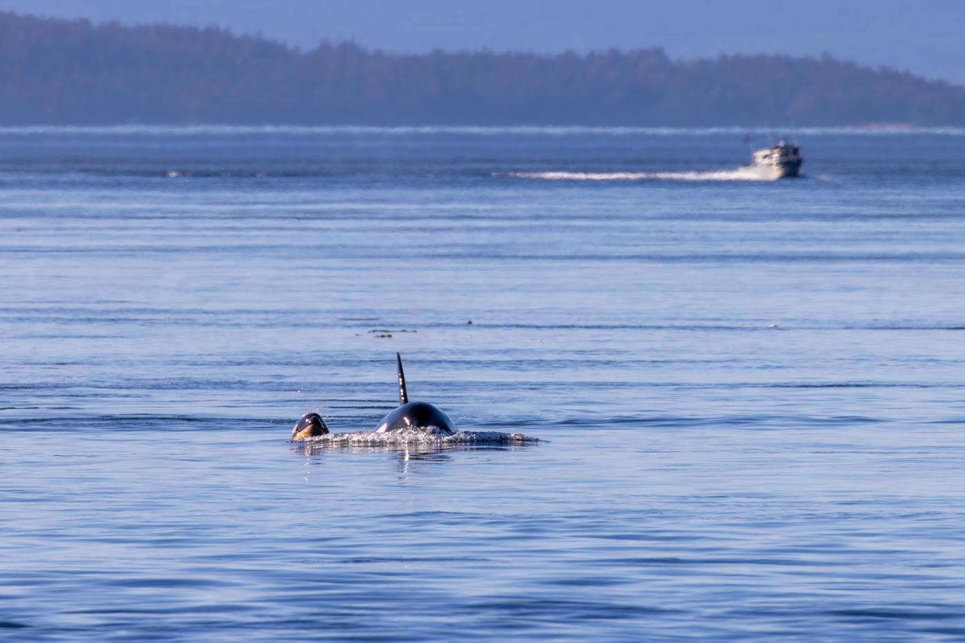 Photograph of endangered Southern Resident Killer Whale L90 with her infant calf L128