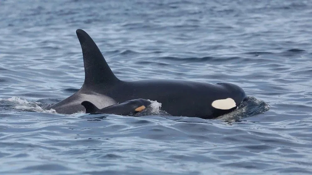 photo of an unhealthy baby orca next to its mother